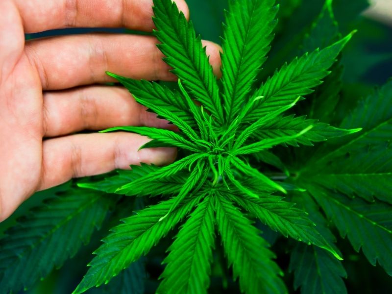 Marihuana Medicinal: mitos y realidades.