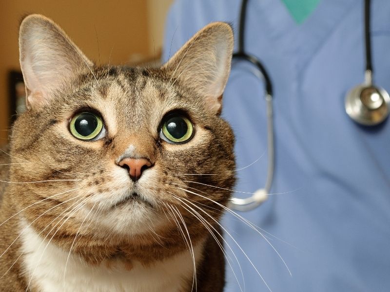 hospitales para gatos 